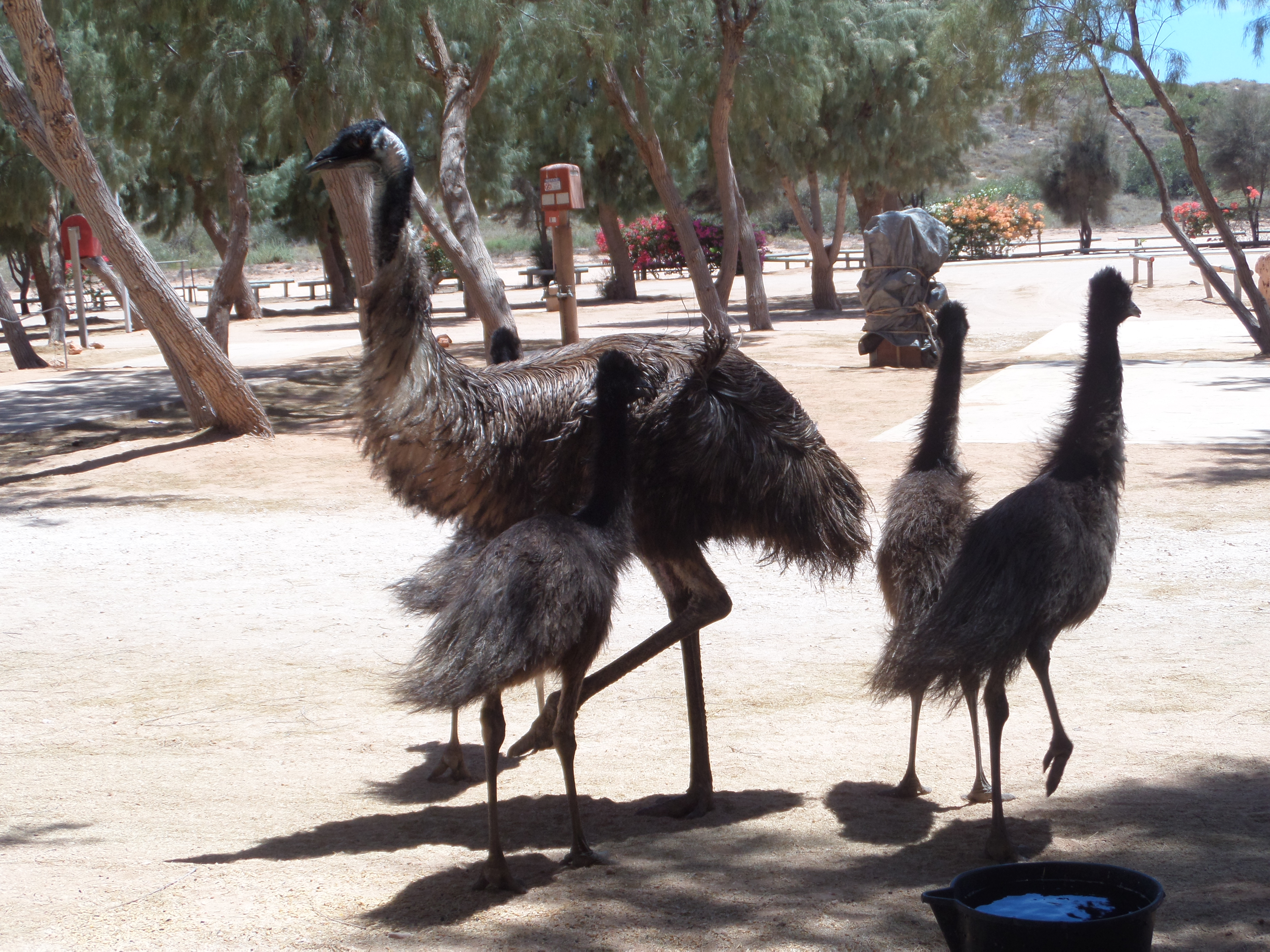Ningaloo Lighthouse Caravan Park Emus