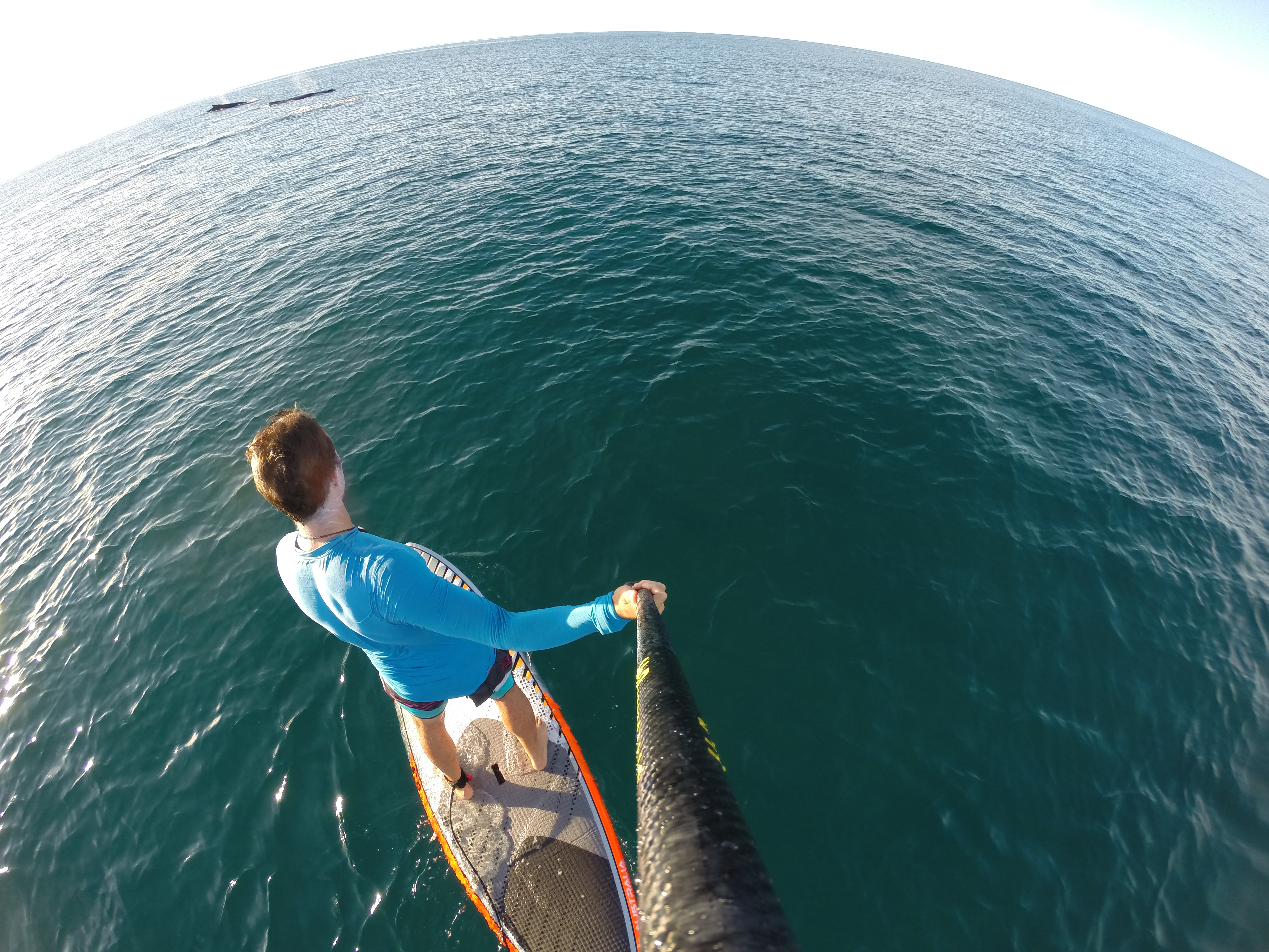 WHale spotting from a Stand Up Paddle Board
